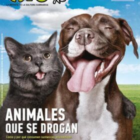 REVISTA THC47