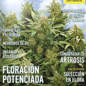 REVISTA THC141